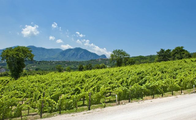tenuta-ippocrate-03