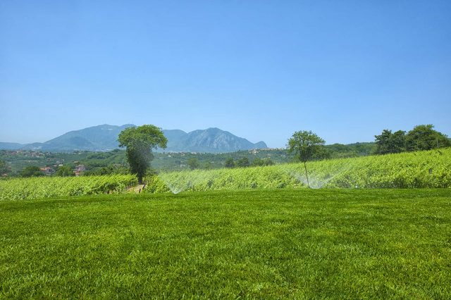 tenuta-ippocrate-07